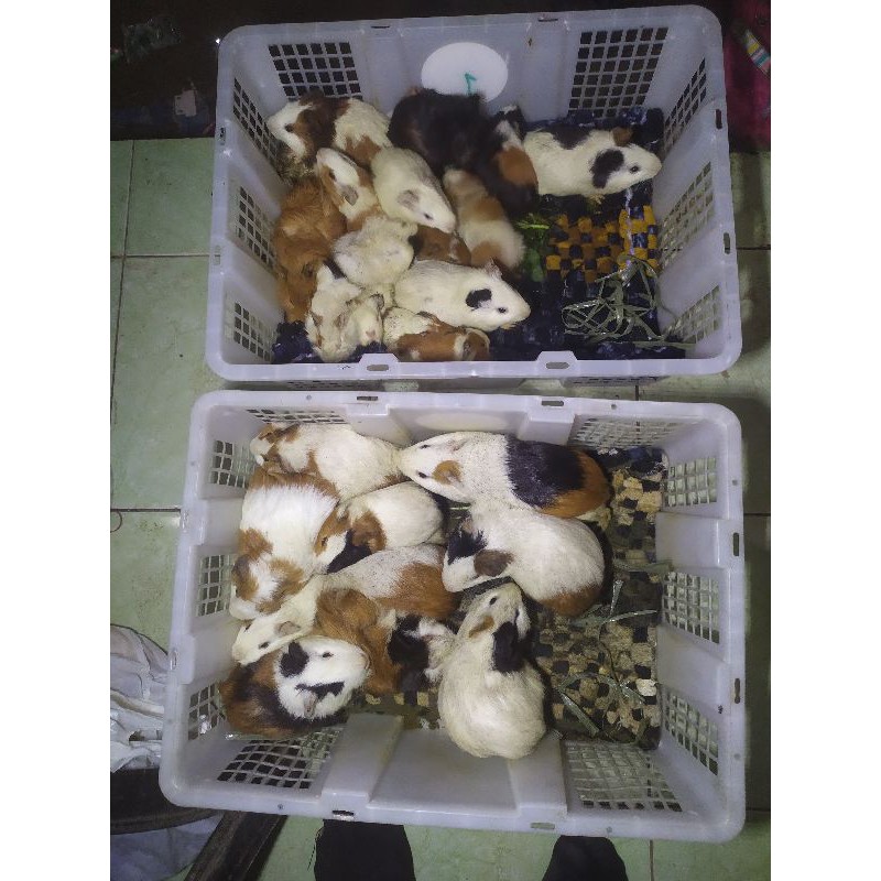 jual marmut lokal/abynisian