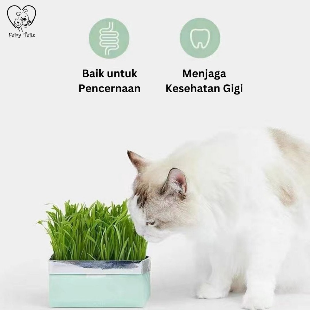 Rumput Untuk Kucing Premium Benih Gandum Organik Langsung Tanam Kemasan TinFoil Praktis Untuk Mencegah Muntah Akibat Bola Bulu Hairball / Wheat Grass For Cat