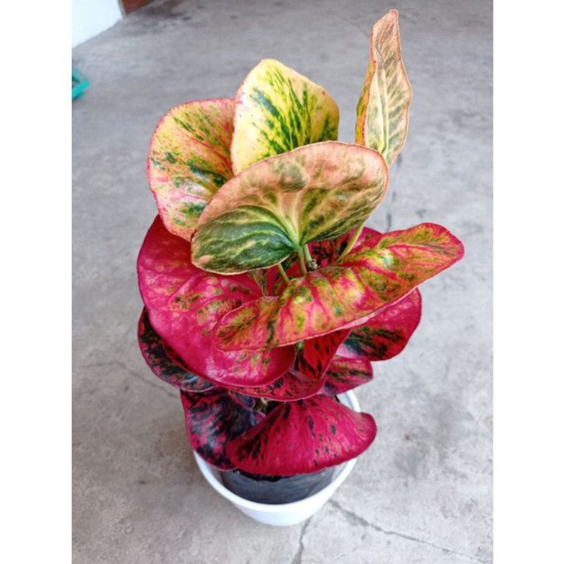 bibit tanaman hias bunga puring apel merah delima