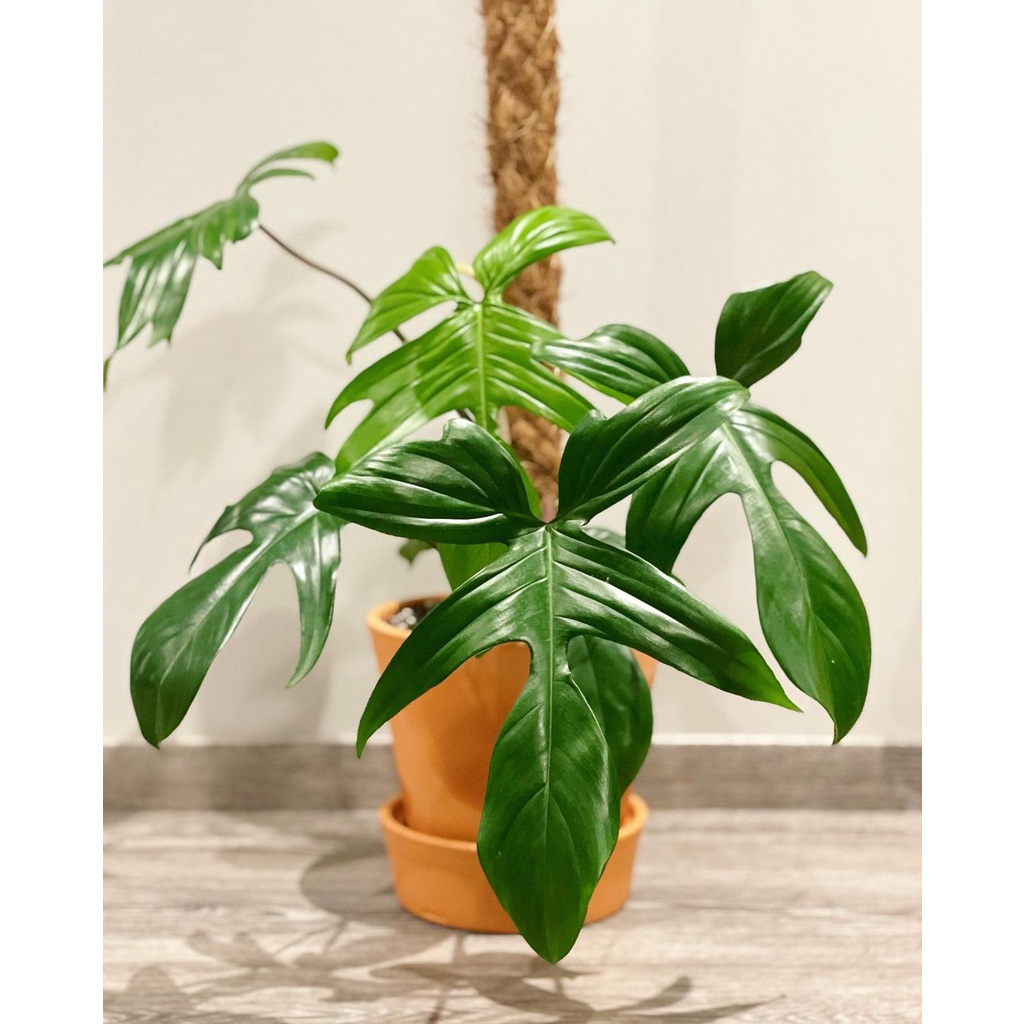 TANAMAN HIAS PHILODENDRON FLORIDA GREEN BEAUTY