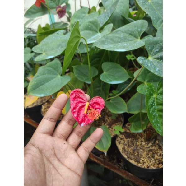 Anthurium Mickey Mouse