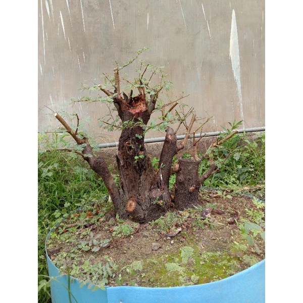 Bahan Bonsai Klampis Ireng Bahan Bonsai Arabika