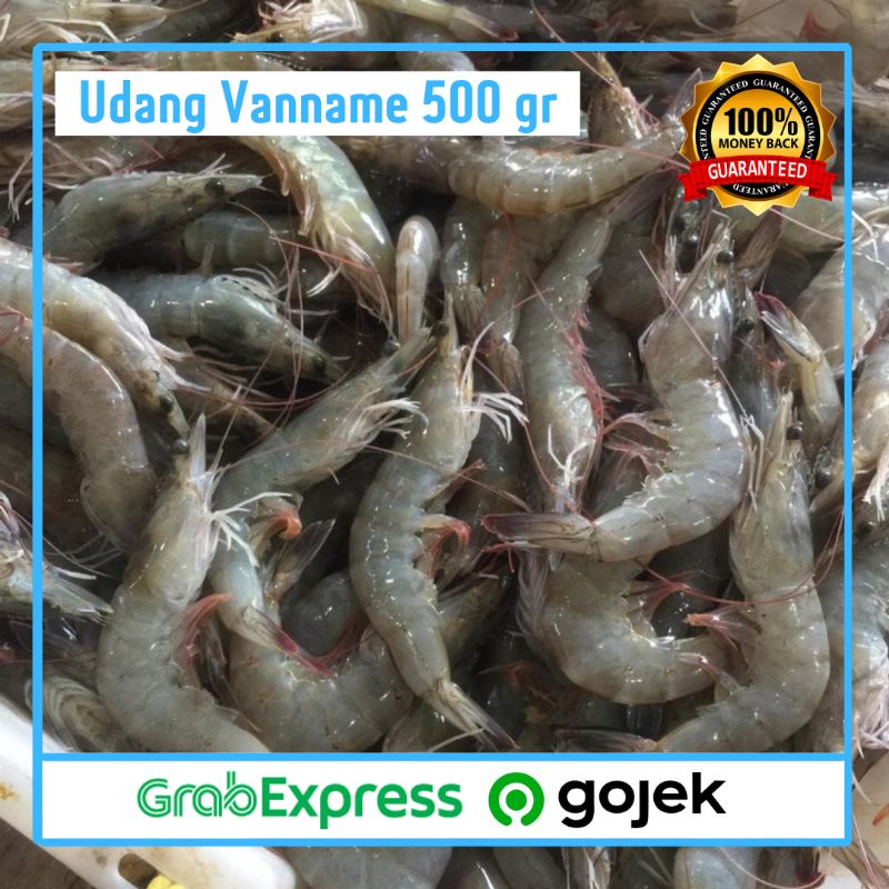 

PROMO Udang Vannamei Segar 500 gr / Udang Segar / Udang Murah