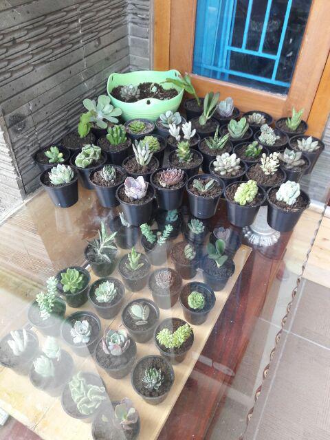 Paket Sekulen 50 Pcs