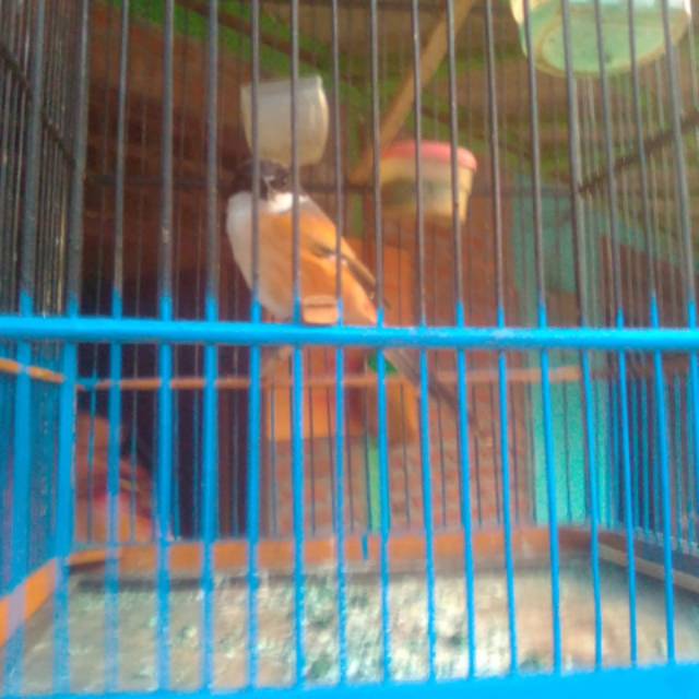 diyan66cedrik_0pramana.