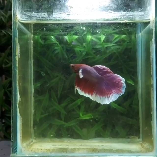 Betta Fish HALFMOON