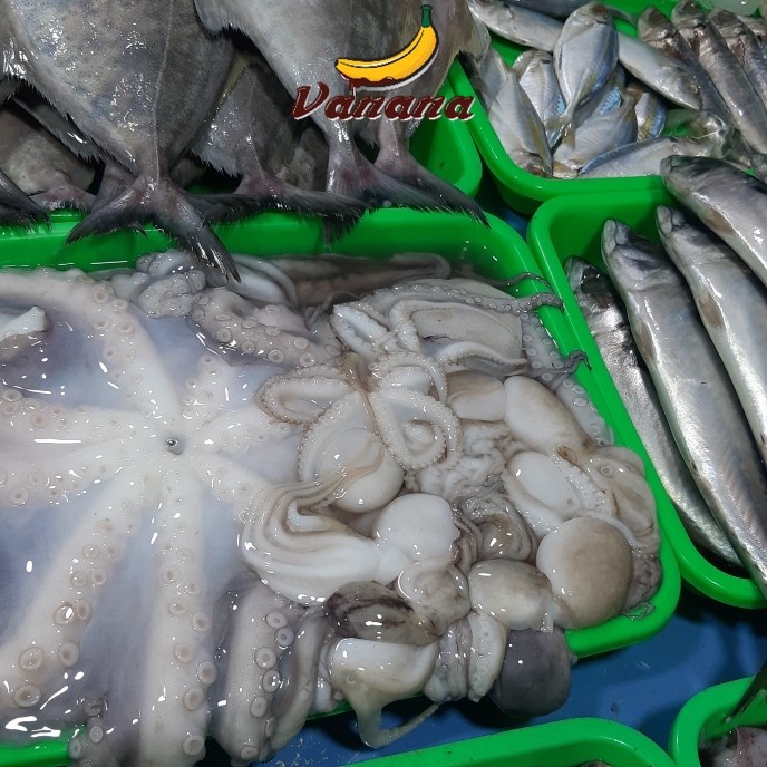 

Gurita laut 1/2kg (500g)