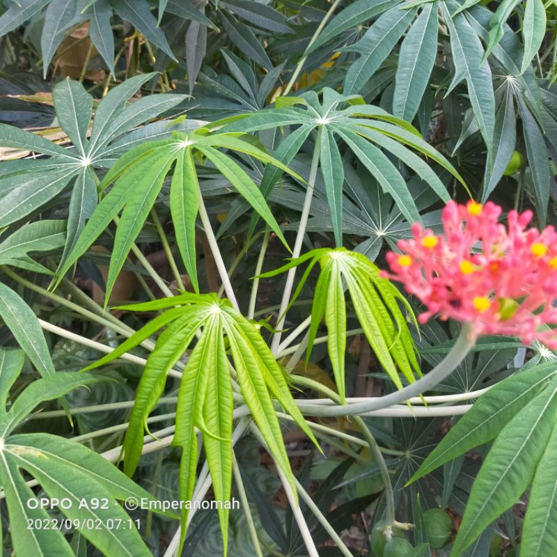 Bibit Tanaman Pohon Yodium Bibit Yodium Obat Luka Luar atau Jarak Tintir