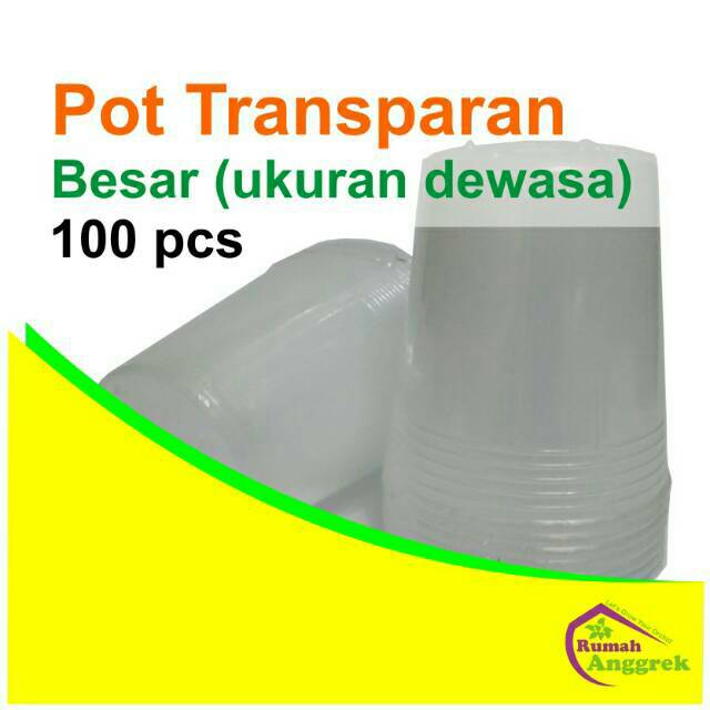 Pot Transparan Besar  11 cm 3,5 inch isi 100 fleksibel cup anggrek dewasa berbunga bulan