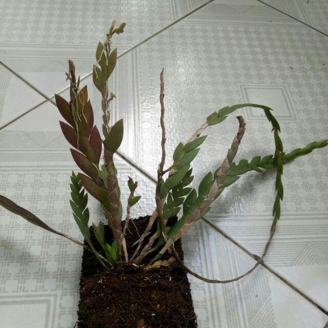 Dendrobium Leonis / Anggrek Lipan