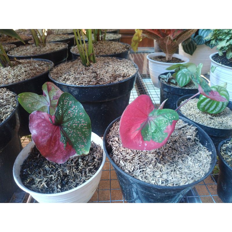 Tanaman Hias Koleksi Keladi Baret Impor