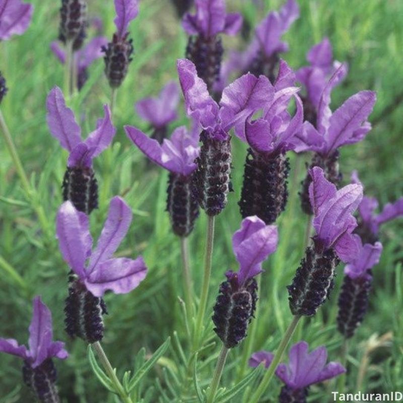 Tanaman Hias Mexican Lavender