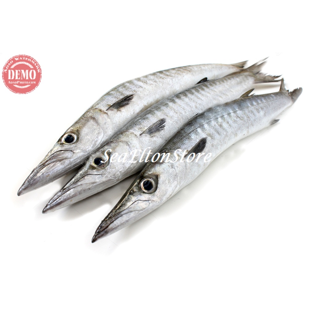 

IKAN BARAKUDA SEGAR ALU ALU Ikan Laut Segar Fresh