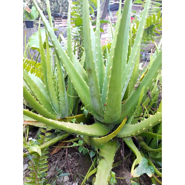 BIBIT TANAMAN LIDAH BUAYA BIBIT ORGANIK TANAMAN HERBAL BIBIT ALOEVERA BIBIT LIDAH BUAYA HIDUP