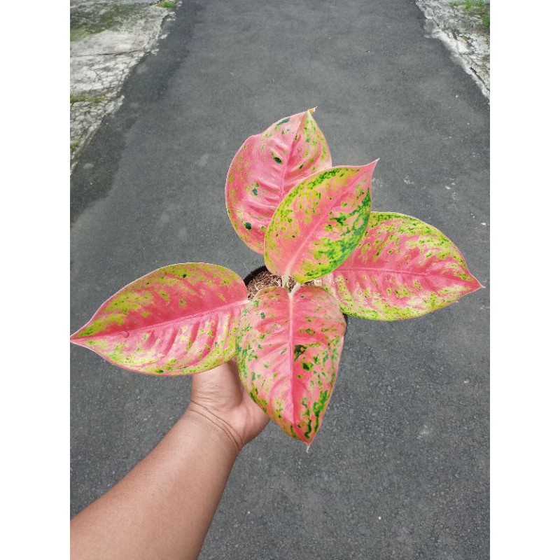 Aglonema Mahasety