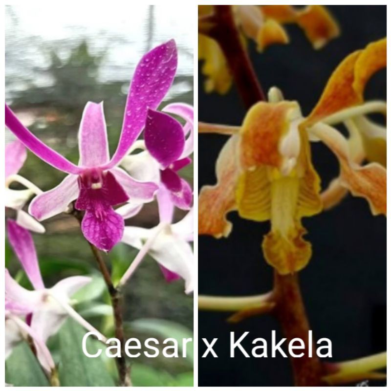 

Dendro Caesar x Kakela remaja