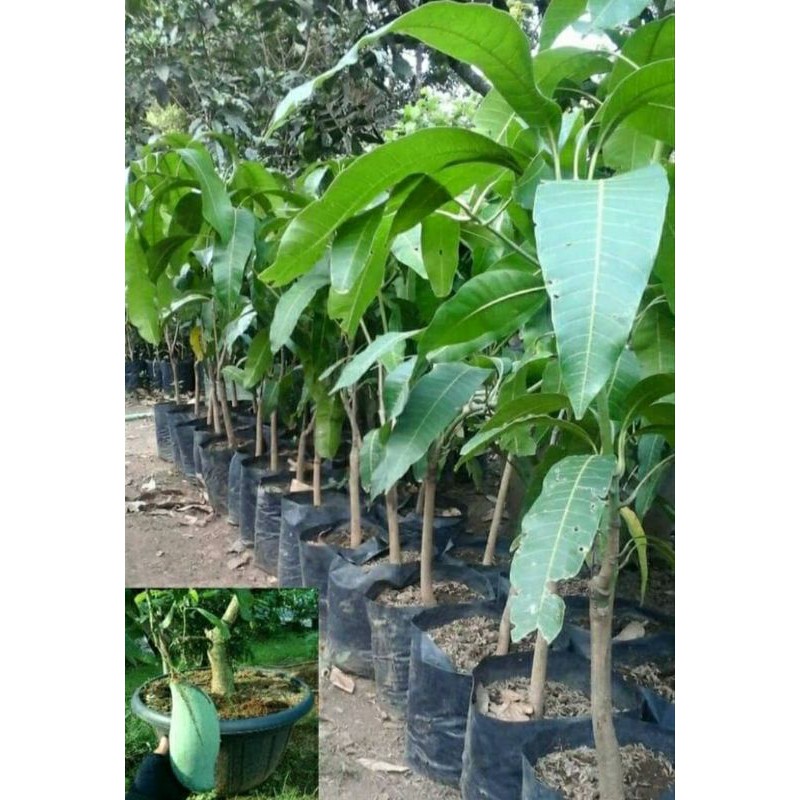 Bibit Tanaman Buah Mangga Mahatir atau Mangga Jumbo