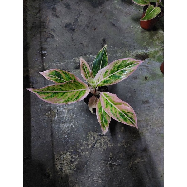 Aglonema Lipstik puding