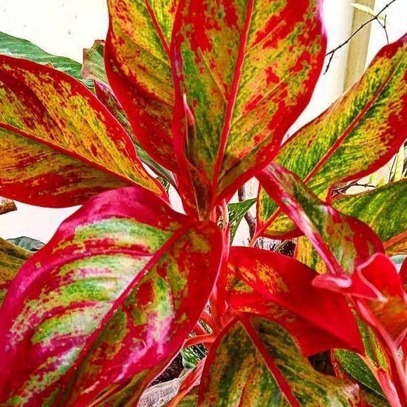 tanaman aglonema lipstik rumpun 6 besar po