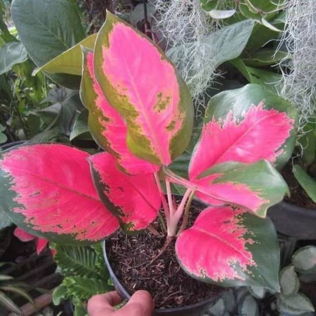 Tanaman Hias Aglonema Khocin Khocin