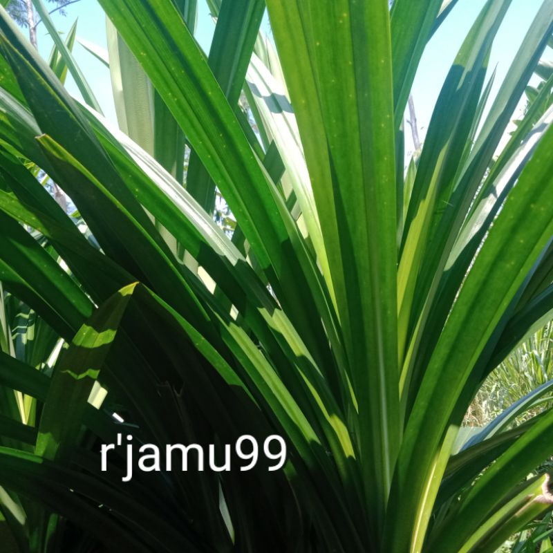 

Daun pandan segar 100g