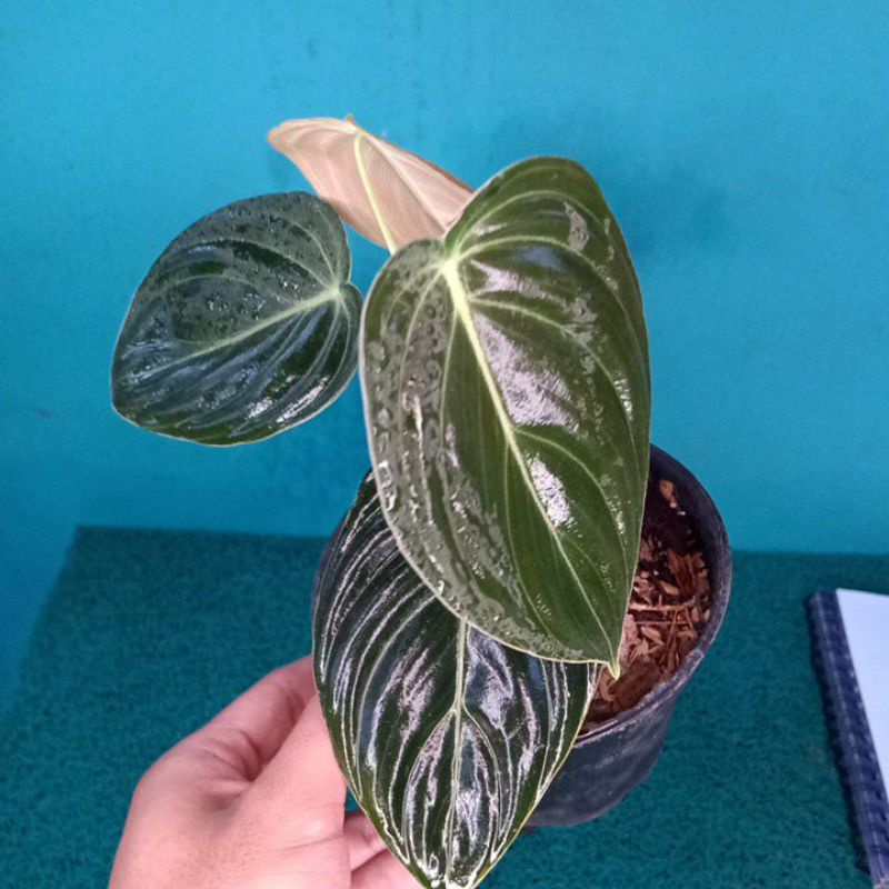 tanaman hias philodendron melano narrow form