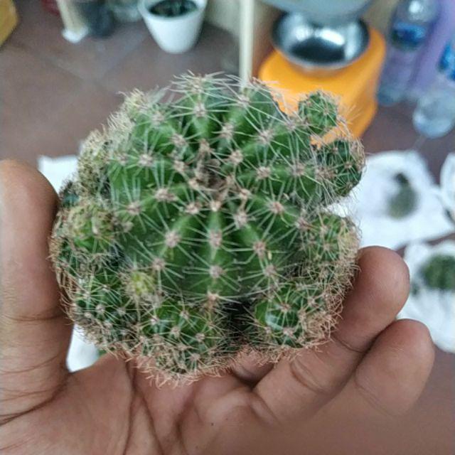 Kaktus Dan Sekulen ( Minimal 30 Packs )