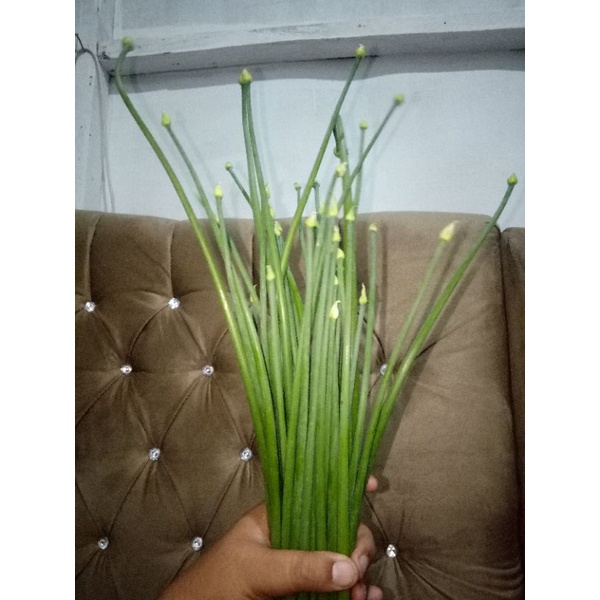 

daun bawang merah segar