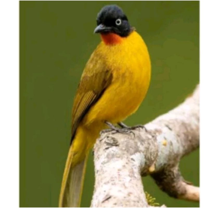 burung kutilang emas