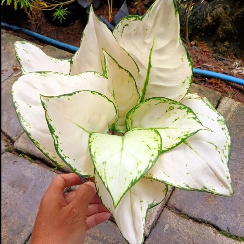 Aglaonema super white / Aglonema super white florist nursery/ Aglonema super white (Tanaman hias agl
