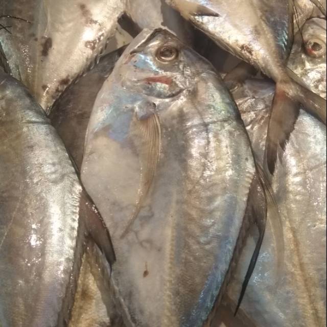 

Jual ikan kuwe gepeng segar