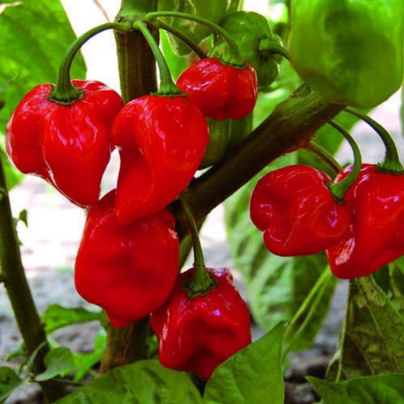 Benih Bibit Cabe Super Pedas Habanero Red (AX Seed)