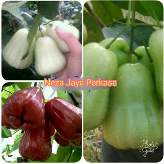 BIBIT JAMBU AIR 3 JENiS UNGGUL