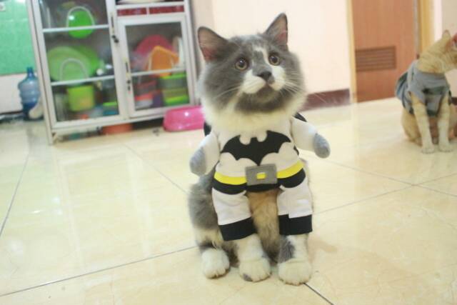 Kostum White batman untuk kucing dan anjing size S M L XL (baju kucing murah meriah)