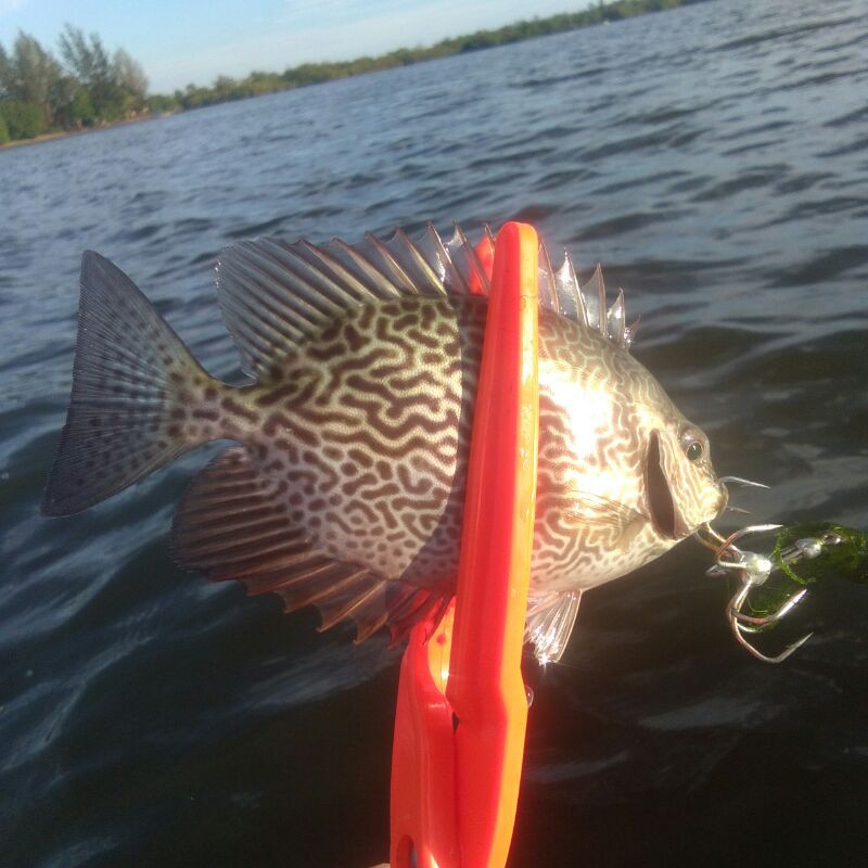 

Gunting penjepit ikan