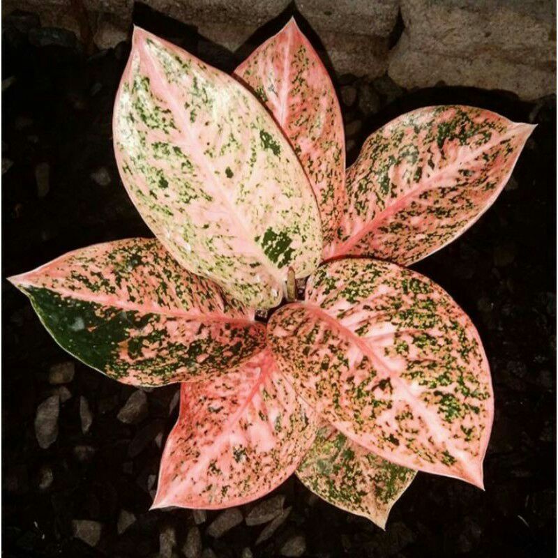 Tanaman hias aglonema Stardust orange | anakan aglonema Stardust orange