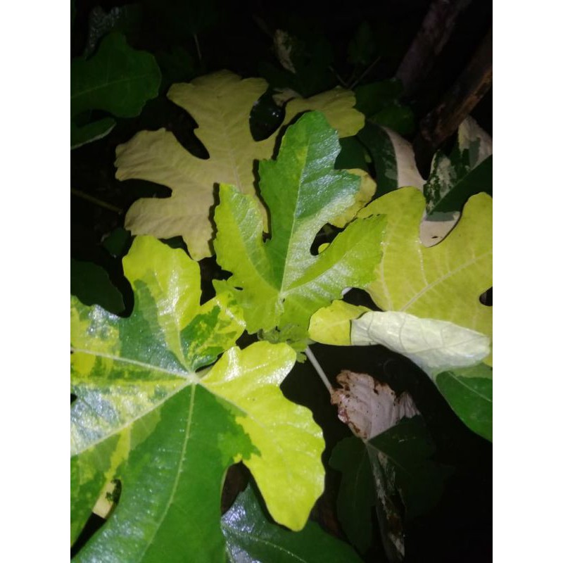 Bibit buah tin jenis jolly tiger varigata JTV