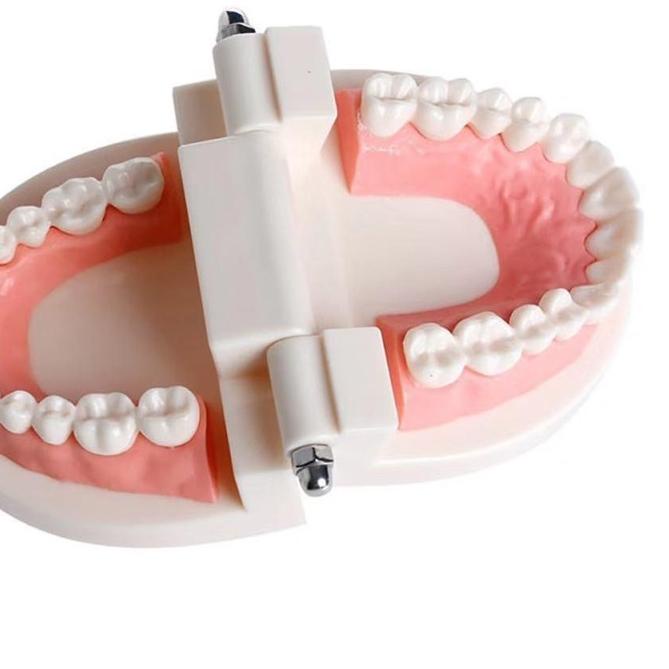 Alice dental model study edukasi dokter gigi phantom studi rahang gigi typodont gusi karet alat pera