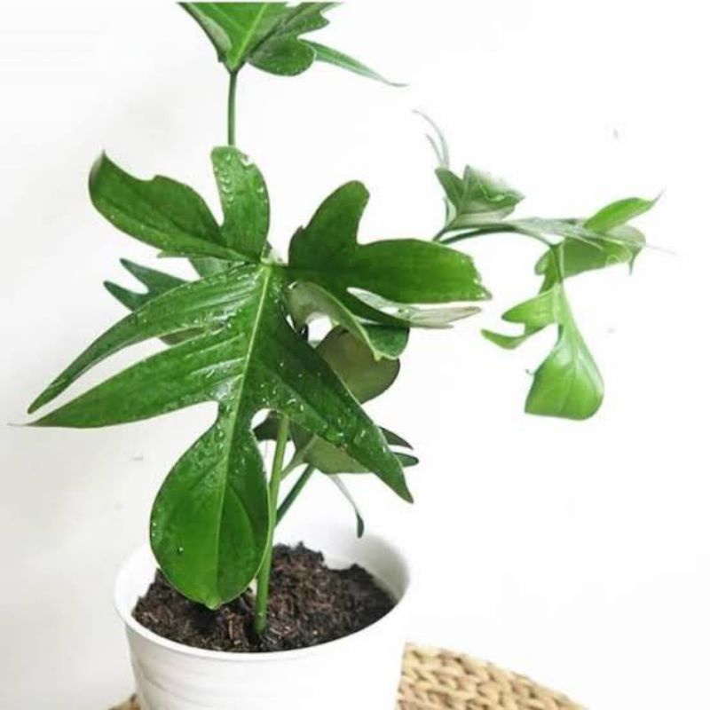 Philodendron Florida Ghost / Philo Florida Ghost Beauty - Philo Merpati - Tanaman Hidup