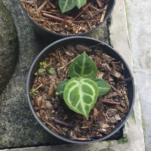 promo anthurium dorayaqi kuping gajah mangkok dorayaki