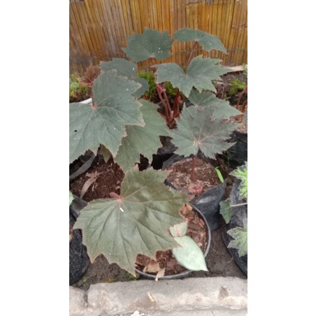 begonia bintang