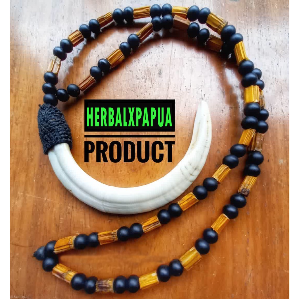 Kalung Taring Babi Suku Dani Papua ASLI 1000%