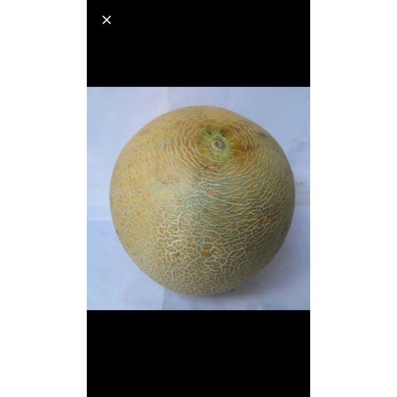 

Buah melon satuan/utuh