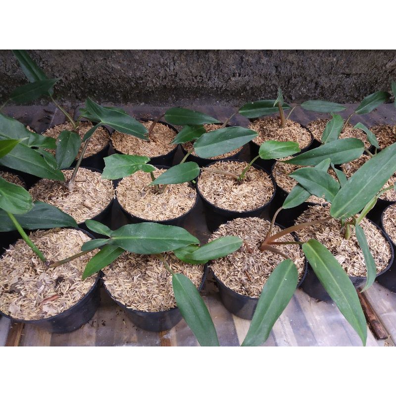 Tanaman Hias Philodendron Mexicanum/Philo Trisula