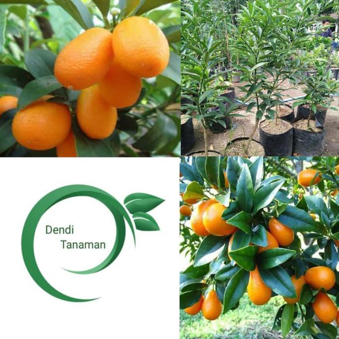 TERBAIK Bibit Pohon Jeruk Nagami Super/ Buah Jeruk Nagami sudah berbuah TERMURAH
