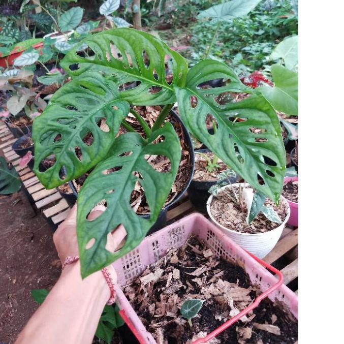 

Instan MONSTERA ACUMINATA