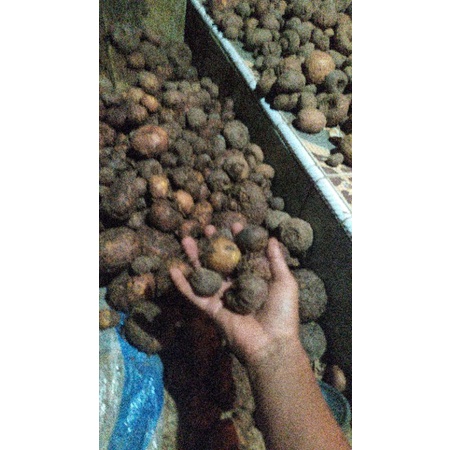 benih bibit umbi porang 10up