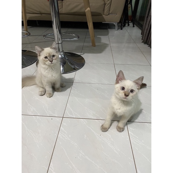 Jual Jual Anakan Kucing Harga Terbaik - November 2021  Shopee 