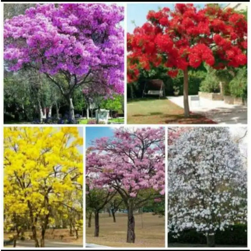 benih bunga sakura tabebuya mix