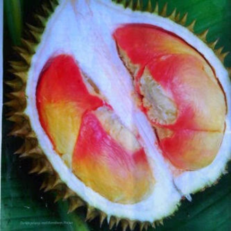 Bibit durian pelangi terlaris